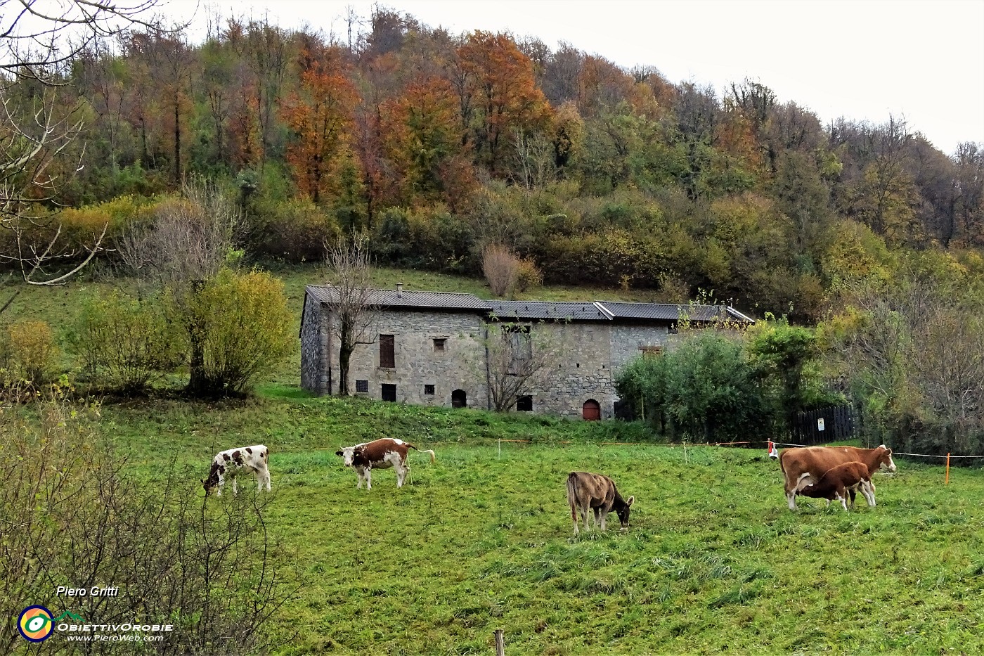 16 Cascina con mucche al pascolo.JPG